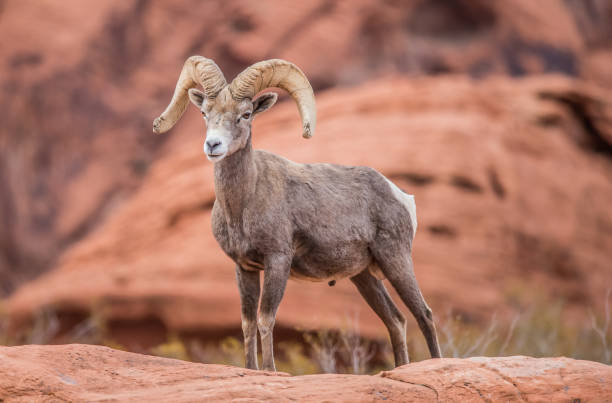 istock male bighorn desert sheep 1199514489