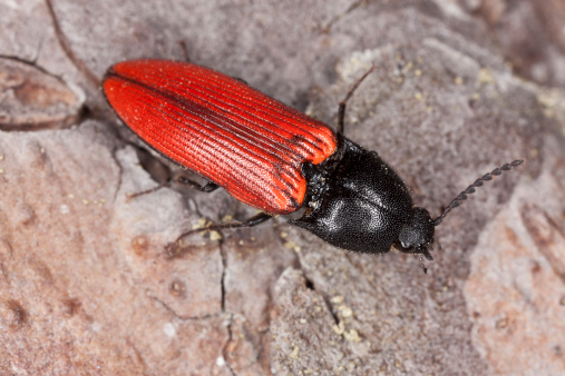 Red click beetle sitting on log, macro photo.