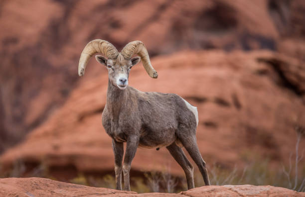istock male bighorn desert sheep 1199515060