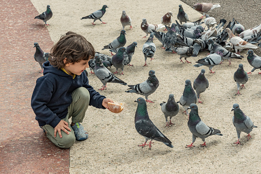 Friendly boy shares his bread to hungry pigeons