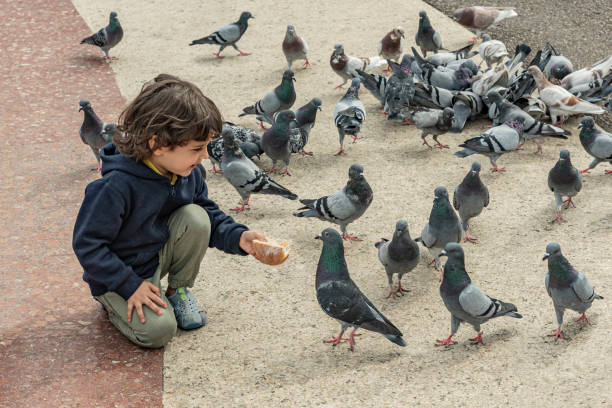 Little boy feeding a group of pigeons. Friendly boy shares his bread to hungry pigeons kneelers stock pictures, royalty-free photos & images