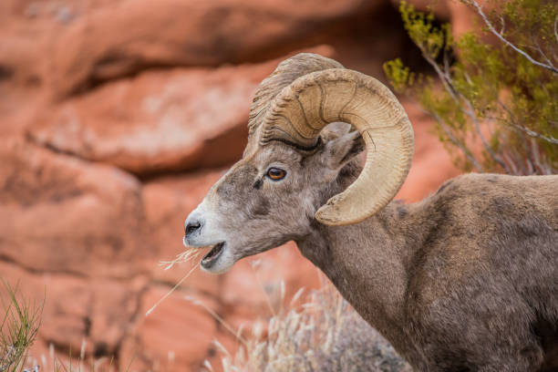 istock male bighorn desert sheep 1199515268
