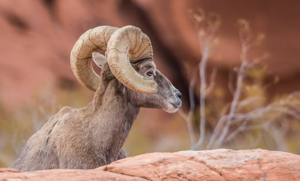 istock male bighorn desert sheep 1199515573