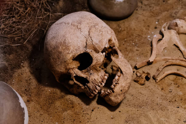 istock Archaeological site, a old human skull in ancient tomb 1199515587