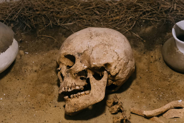 istock Archaeological site, a old human skull in ancient tomb 1199515589