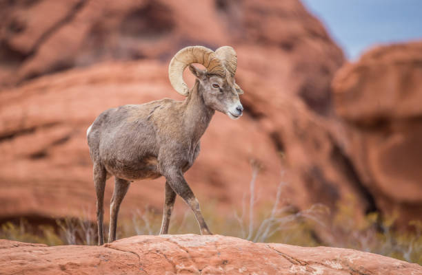 istock male bighorn desert sheep 1199517035
