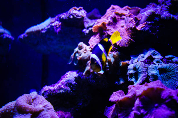 istock Wonderful and beautiful underwater world with corals and tropical fish. 1199517163