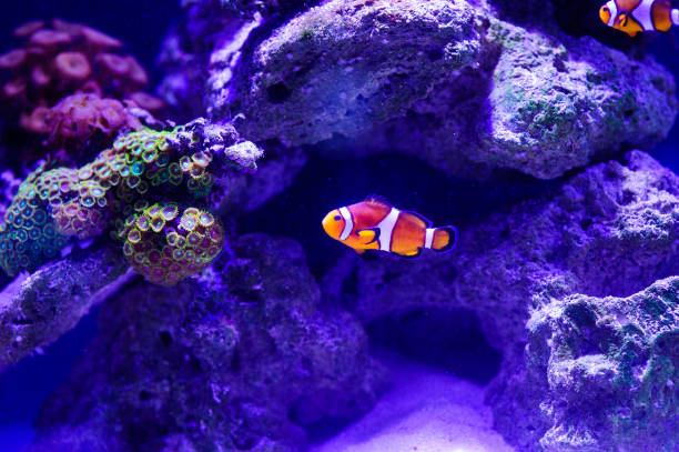 istock Wonderful and beautiful underwater world with corals and tropical fish. 1199517227