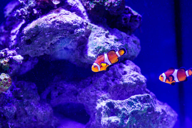istock Wonderful and beautiful underwater world with corals and tropical fish. 1199517232
