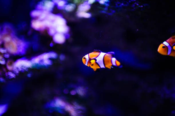 istock Wonderful and beautiful underwater world with corals and tropical fish. 1199517241