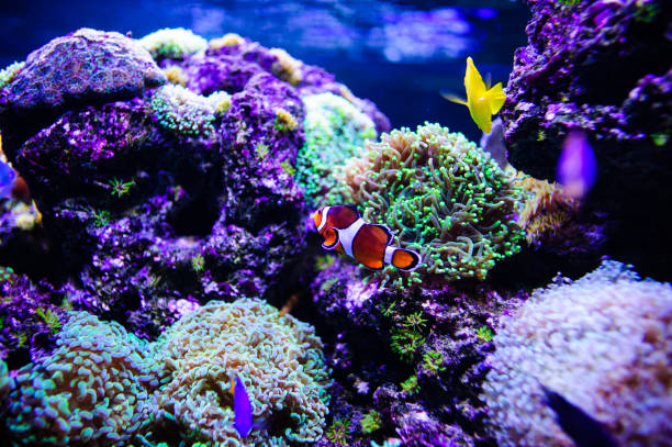 istock Wonderful and beautiful underwater world with corals and tropical fish. 1199517250