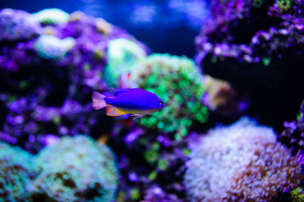 istock Wonderful and beautiful underwater world with corals and tropical fish. 1199517270