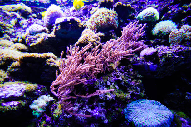 istock Wonderful and beautiful underwater world with corals and tropical fish. 1199517320