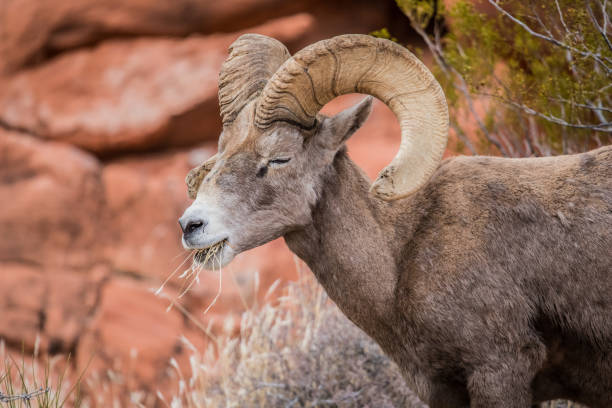 istock male bighorn desert sheep 1199517368