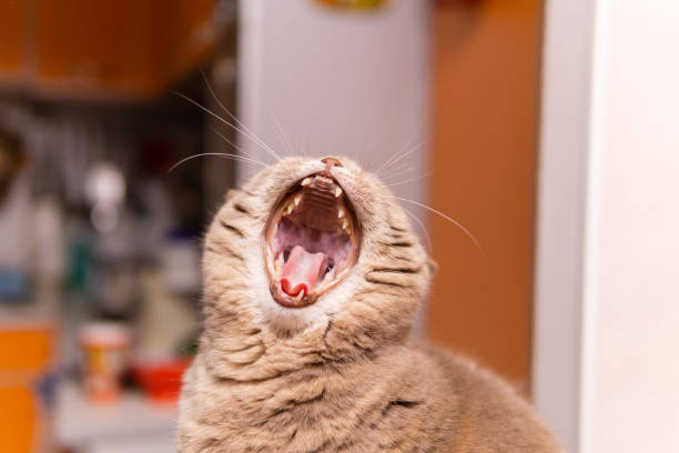 istock scottish straight cat yawns exposing fangs 1199518591