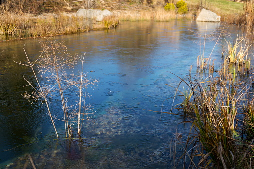 Plants at frozen natural swimming pool filtering water without chemicals, sunny winter day