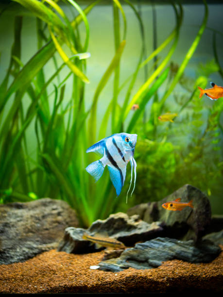 zebra Angelfish (Pterophyllum scalare) in a tropical aquarium zebra Angelfish (Pterophyllum scalare) in a tropical aquarium angelfish photos stock pictures, royalty-free photos & images