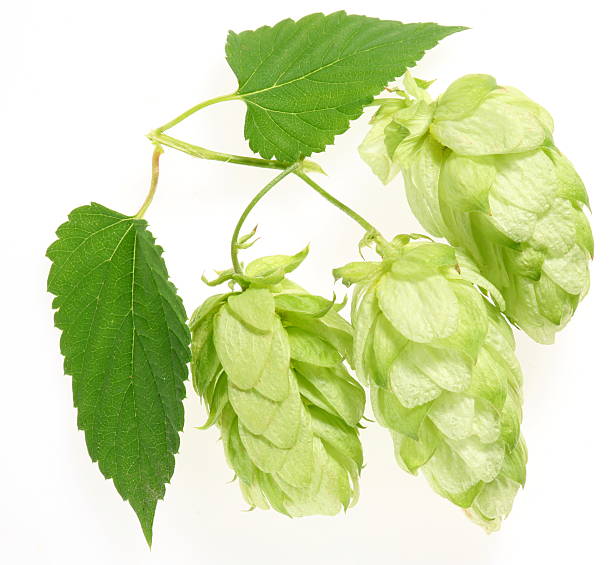 istock branch of hops on a white background 119952287
