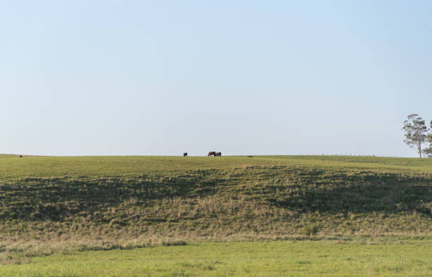 istock Extensive cattle ranch in southern Brazil, bordering Argentina and Uruguay. 1199523751