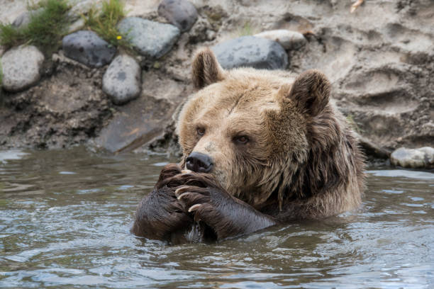 istock Huge Brown Grizzly bear in the grass 1199523757