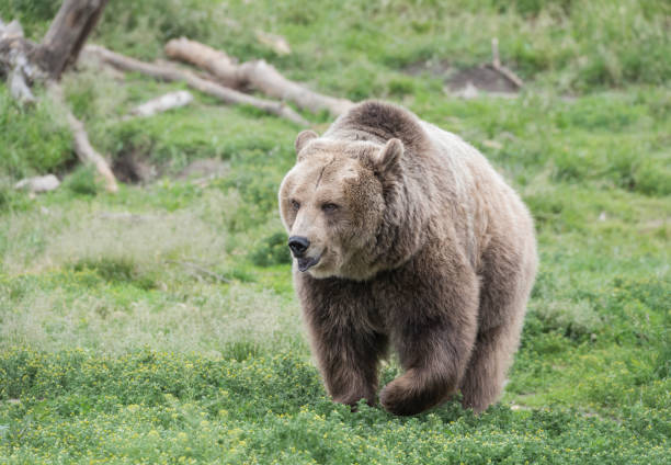 istock Huge Brown Grizzly bear in the grass 1199523758