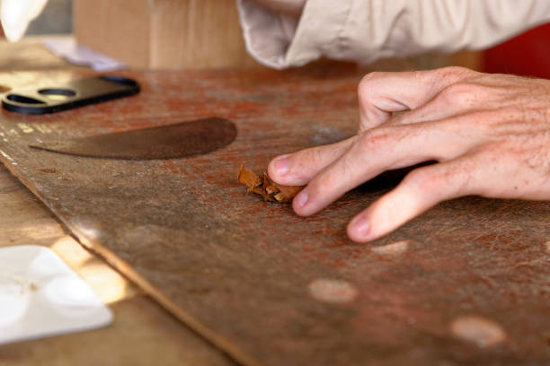 istock Making a cuban cigar in Viniales - Cuba 1199523891