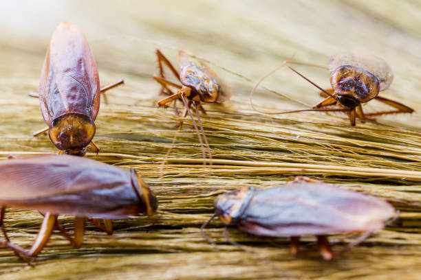 istock Selective focus to cockroach on brown broom. 1199524116