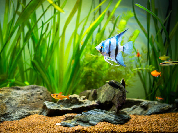 istock zebra Angelfish (Pterophyllum scalare) in a tropical aquarium 1199524165
