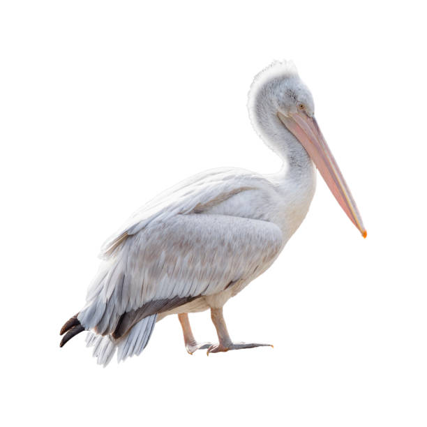 istock Pelican isolated from background 1199525695