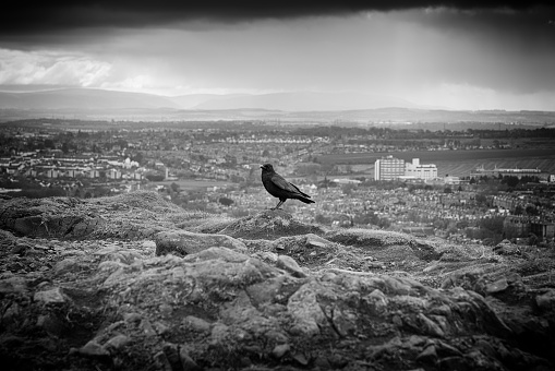Raven atop Arthur’s Seat watches over Edinburgh.