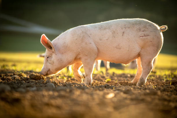 pigs eating on a meadow in an organic meat farm - domestic pig imagens e fotografias de stock