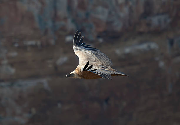 istock Vulture in the Hoces del Duraton 119952903