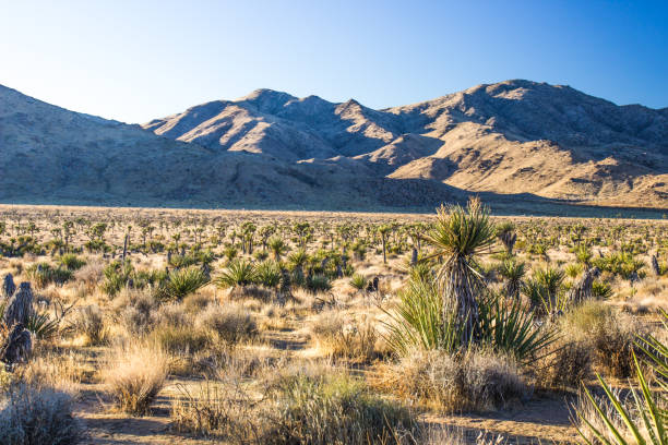 istock Young Yucca Trees In High Desert Valley In Early Morning 1199529312