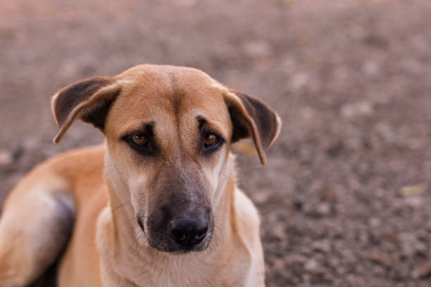 istock Close - up face of a brown dog. 1199529702