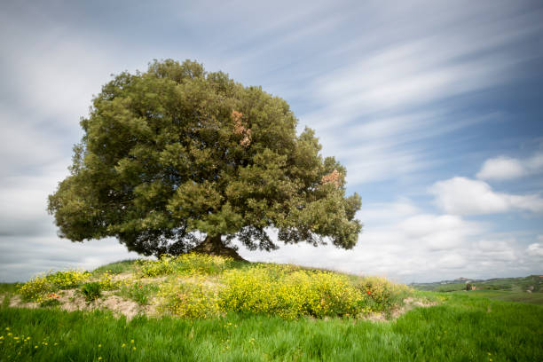 hügel in der toskana (italien) - quercus ilex stock-fotos und bilder