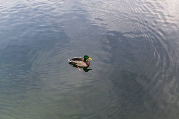 istock Duck on Hallstatt lake, Austria 1199533482