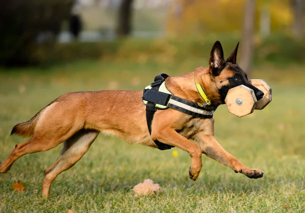 Malinois dog running with dumbbell A young female Malinois Belgian Shepherd in a harness runs with a dumbbell in her teeth. The dog runs through the meadow in the autumn landscape. animal harness stock pictures, royalty-free photos & images