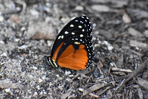 Beautiful brightly colored Heart Spotted Heliconias Butterfly resting on ground