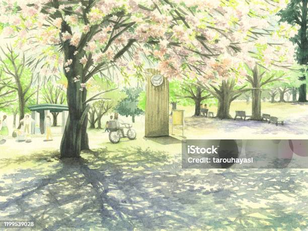 桜の公園cherrybrossom Park - 水彩画のベクターアート素材や画像を多数ご用意 - 水彩画, 桜の花, 風景