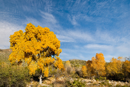 Sabino Canyon is a desert canyon in the mountains of Southern Arizona and a popular hiking destination.  Sabino Creek flows down the canyon.  Sabino Canyon began with the formation of the Santa Catalina Mountains over 12 million years ago.  The present-day varieties of plant life began appearing between 6,000 and 8,000 years ago.  The earliest human occupants of the area were the Native American Hohokam people.  In 1905, Sabino Canyon was placed under the control of the United States Forest Service.  Normally you don't expect to see fall colors in the Sonoran Desert.  However, in a riparian environment, trees that depend on a lot of water can grow.  This view of a gold cottonwood tree was photographed from the Sabino Dam Trail.  Sabino Canyon is in the Coronado National Forest near Tucson, Arizona, USA.