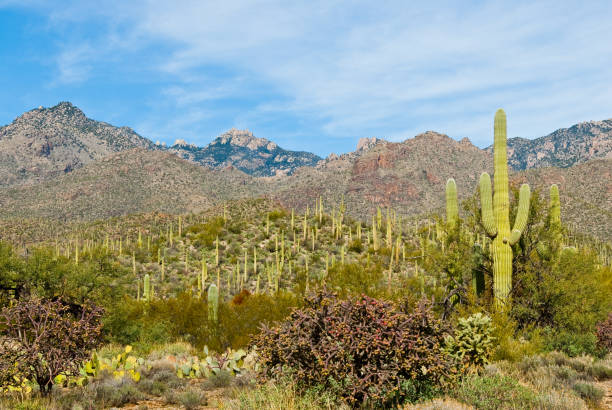 istock Saguaro Forest in Sabino Canyon 1199540018