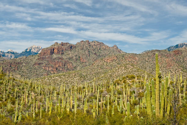 istock Saguaro Forest in Sabino Canyon 1199540027