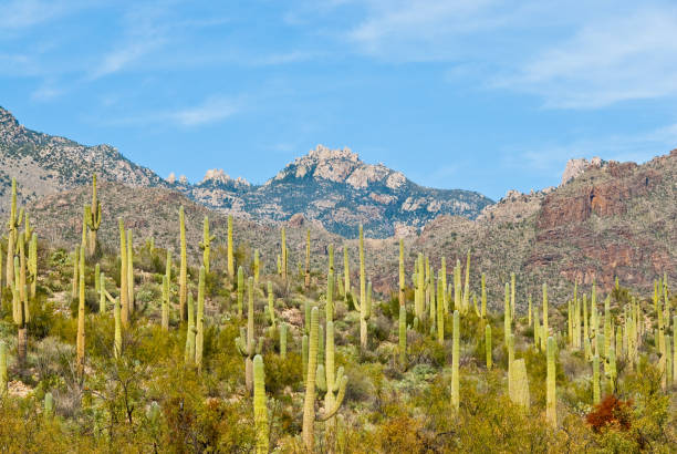 istock Saguaro Forest in Sabino Canyon 1199540040