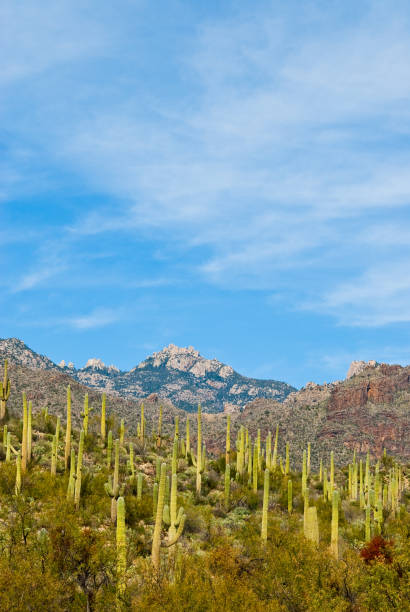 istock Saguaro Forest in Sabino Canyon 1199540053