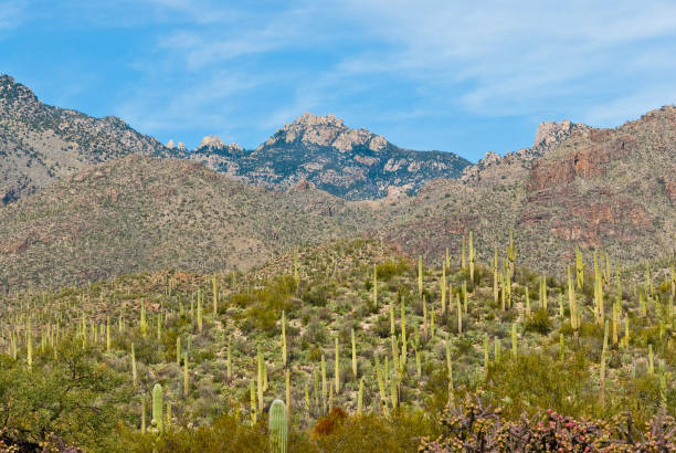 istock Saguaro Forest in Sabino Canyon 1199540061