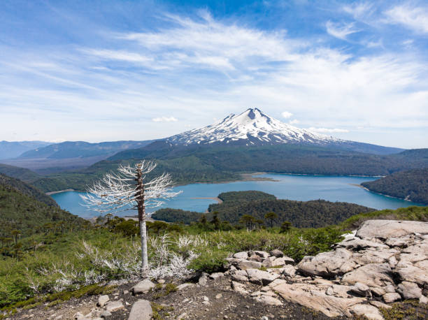istock Lonely dead araucaria tree in Conguillio National Park 1199542019
