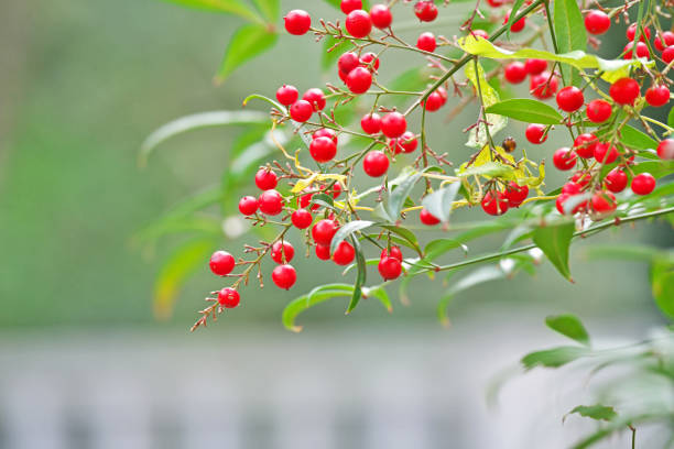 Shrubs with red berries