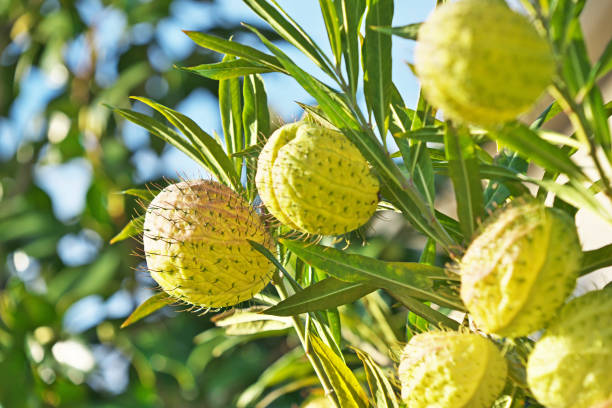 Gomphocarpus physocarpus Gomphocarpus physocarpus
Fussen Uwata gomphocarpus physocarpus stock pictures, royalty-free photos & images