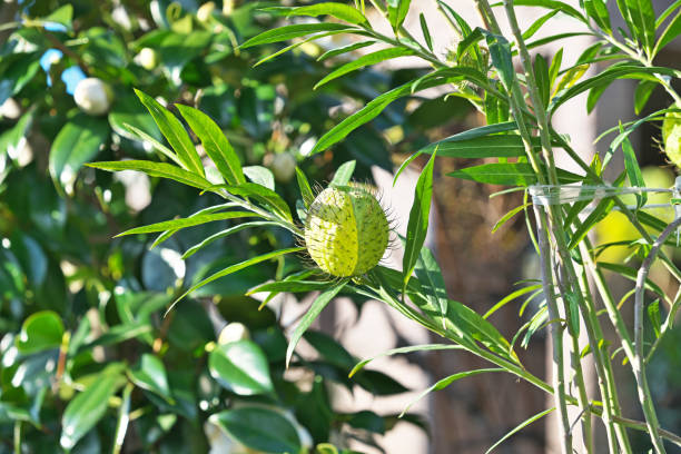 Gomphocarpus physocarpus Gomphocarpus physocarpus
Fussen Uwata gomphocarpus physocarpus stock pictures, royalty-free photos & images
