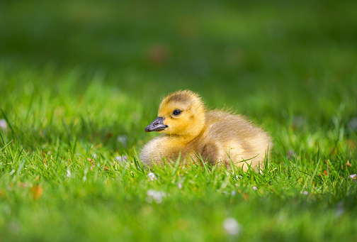 a baby Canada goose on the grass